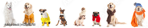 Photography Set of cute dogs in warm clothes on white background