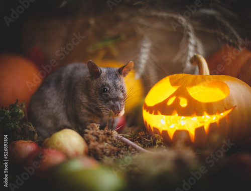 Pretty giant gambian pouched rat on Haloween party © Farinoza