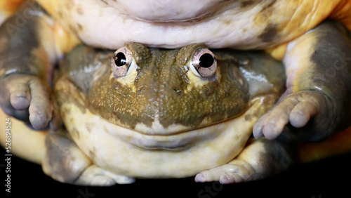 Couple of African bullfrogs on black background