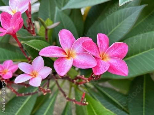 pink plumeria flower in nature garden