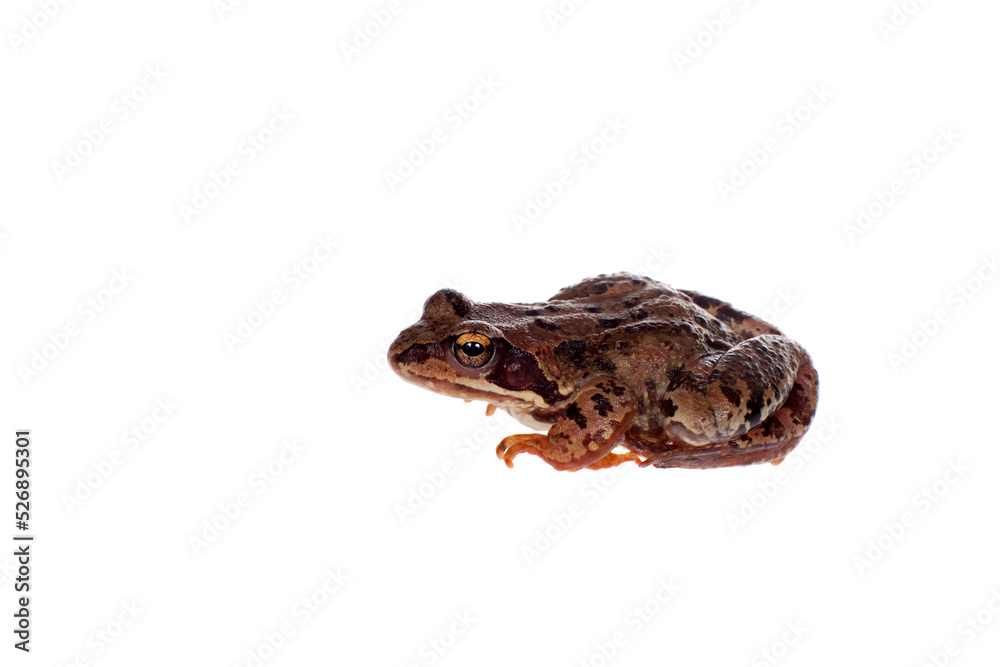 Fototapeta premium Common brown frog sitting on white background
