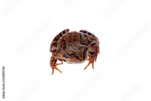 Common brown frog sitting on white background