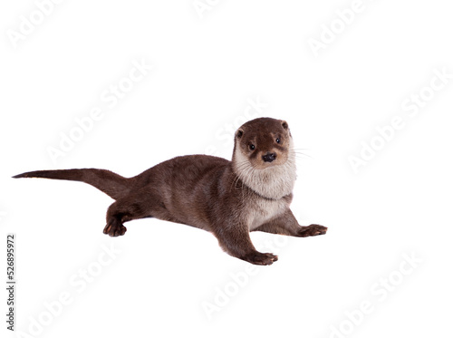 Eurasian river otter isolated on white background