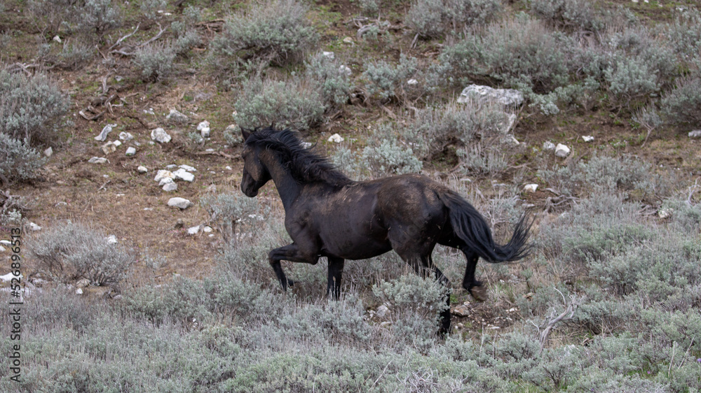 Dirty black stallion wild horse charging to the fight in the Pryor Mountains Wild Horse Range in the central Rocky Mountains of the western United States Dirty black stallion wild horse charging to the fight in the Pryor Mountains Wild Horse Range in the central Rocky Mountains of the western United States
