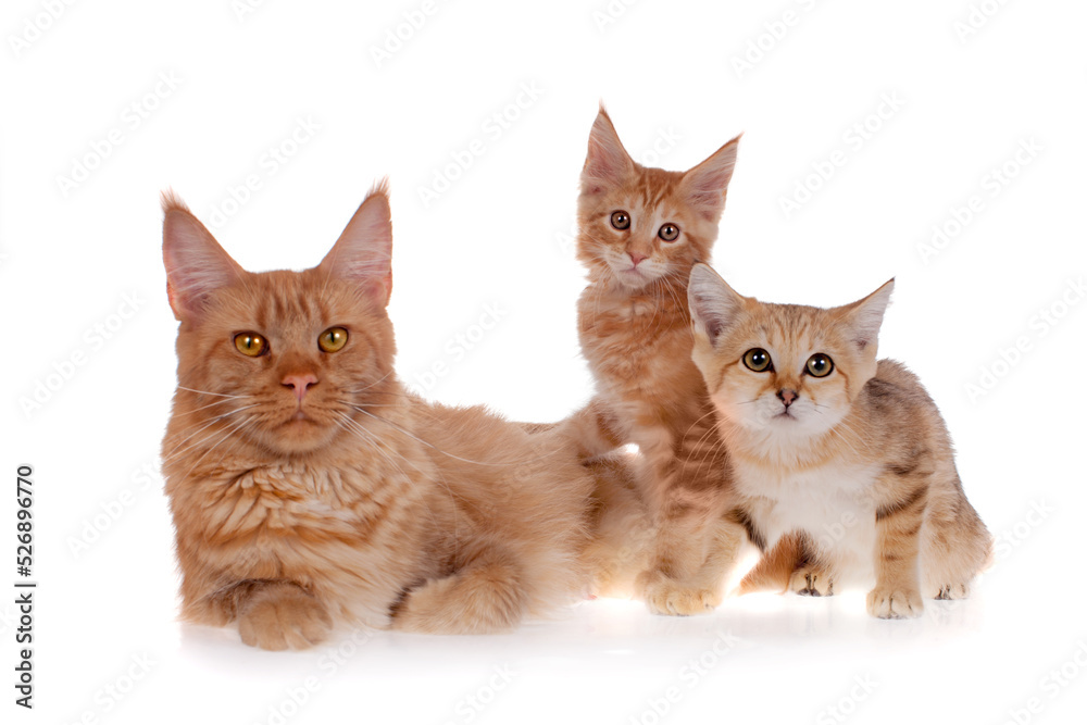 Red Maine Coon cat with Sand dune cat isolated on white