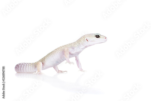 Cute Leopard Gecko on a white background