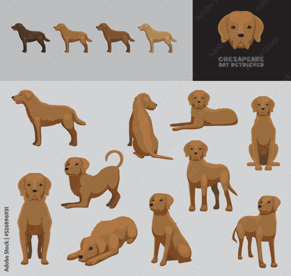 Fototapeta premium Dog Chesapeake Bay Retriever Cartoon Vector Illustration Color Variation Set 