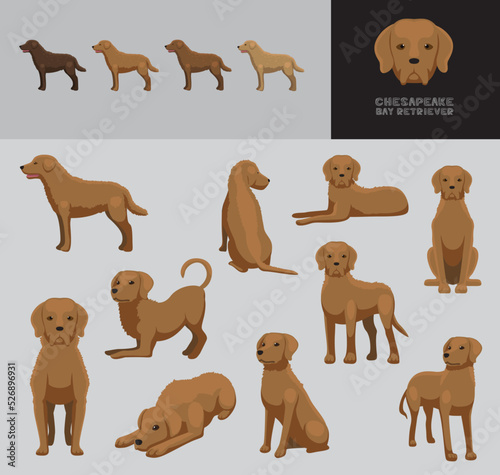 Dog Chesapeake Bay Retriever Cartoon Vector Illustration Color Variation Set
