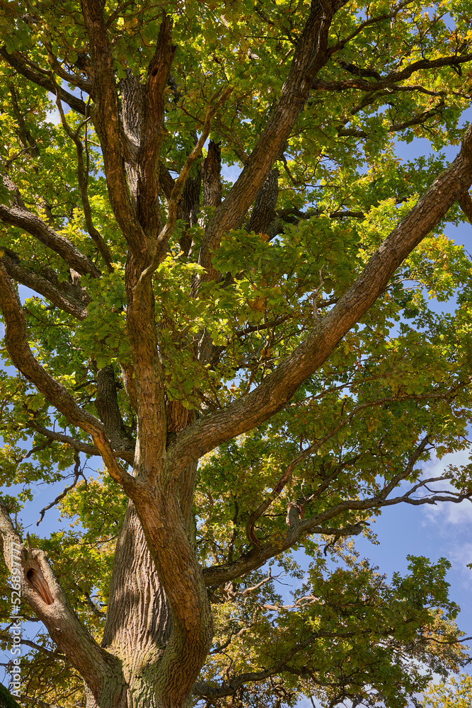 Close-up of the trunk and branches of an old oak tree