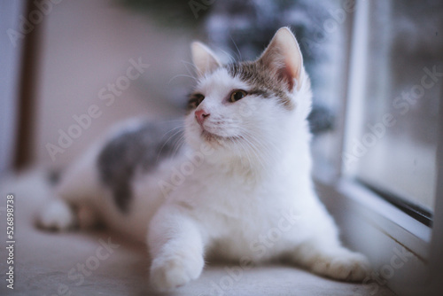 Pretty gray cat, holidays, christmas, new year