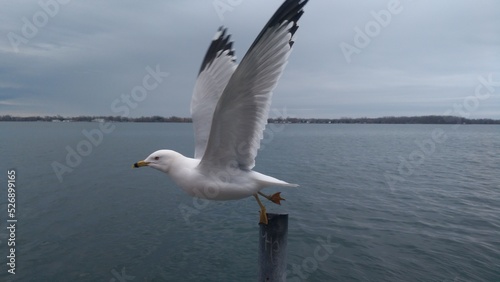 seagull about to fly