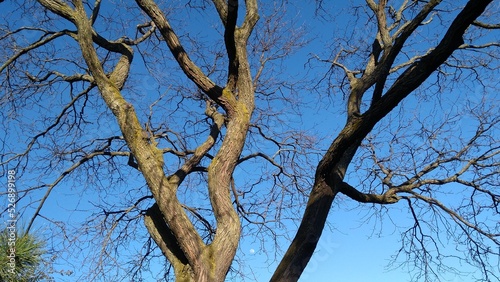 branches against blue sky and moon