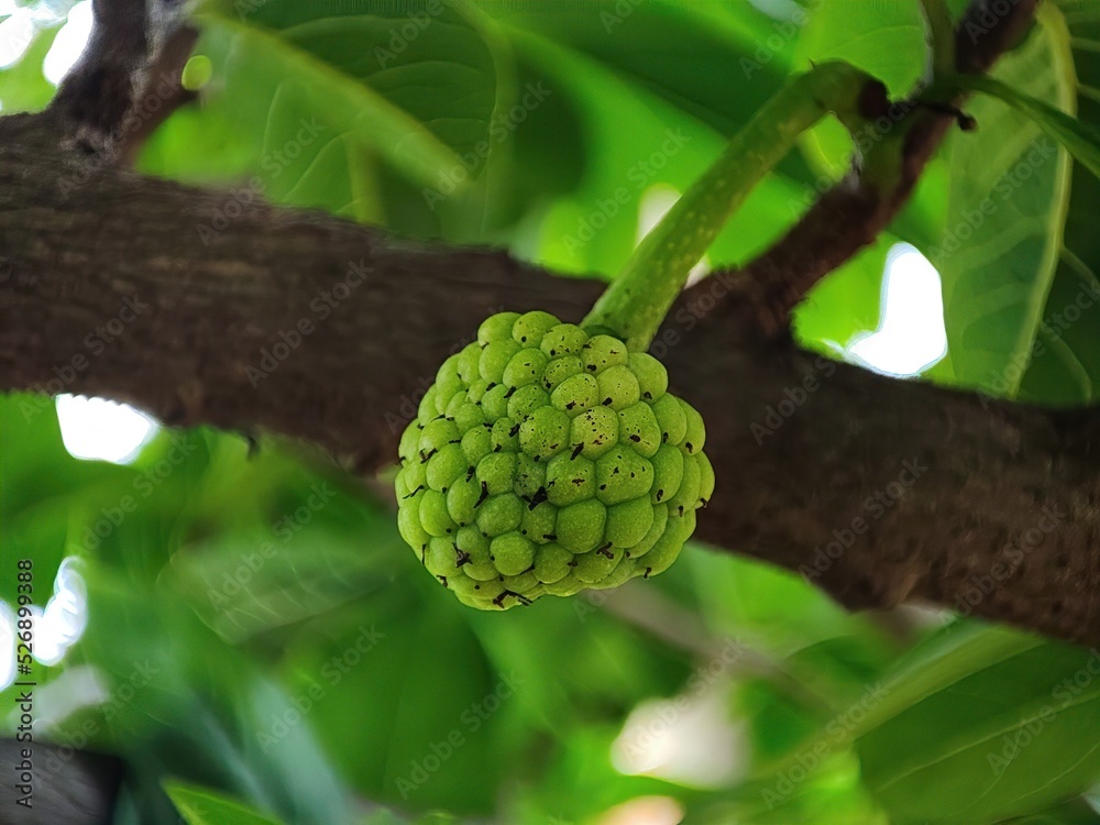Closeup view and selective focus of a small custard apple on a tree