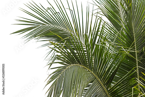 palm leaves © thekopmylife