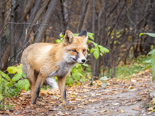 The red fox Vulpes vulpes walks along a path in the forest. © Dmitrii Potashkin