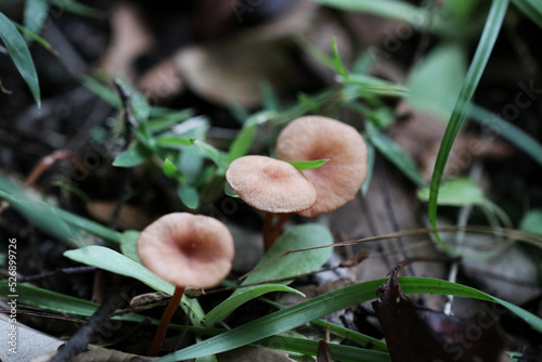 Mushroom in the Japanese forest, Deceiver (Kitaunetake, Laccaria laccata). photo