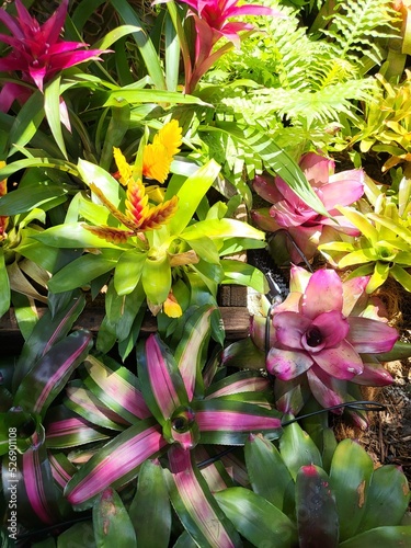 Colorful bromeliad plants under bright noon sunlight.