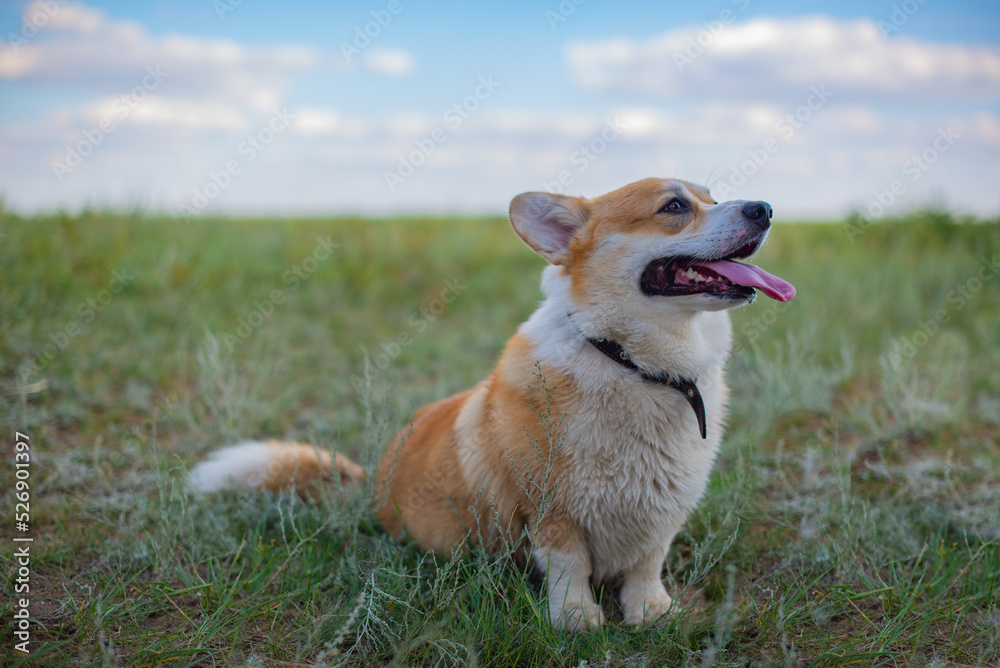 purebred corgi royal sits on the grass