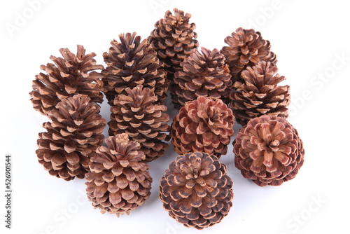 Pine cones isolated on white background
