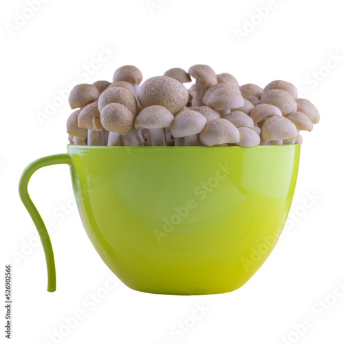 Cutout of an isolated  fresh brown chinese shimeji mushroom in a green cup  with the transparent png background	 photo