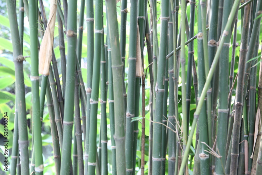 Green bamboo forest Green bamboo forest