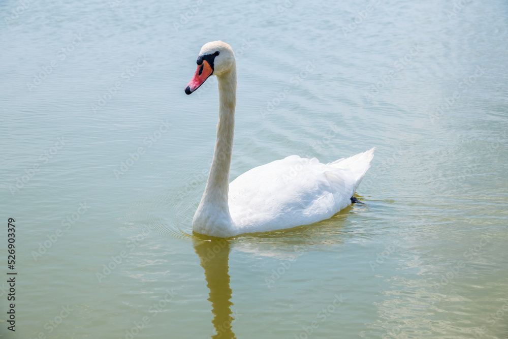 Graceful white Swan swimming in the lake, swans in the wild. Portrait of a white swan swimming on a lake. Graceful white Swan swimming in the lake, swans in the wild. Portrait of a white swan swimming on a lake.