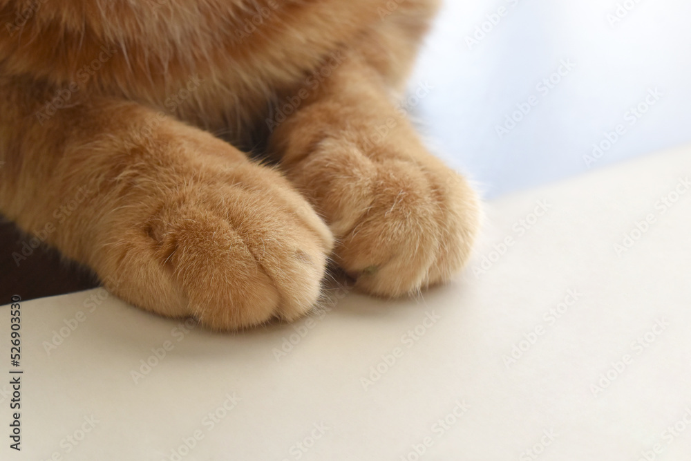 Ginger cat sitting on white paper. Cat paw on a piece of paper. Selective focus at the left paw. Copy space is on the right side. Ginger cat sitting on white paper. Cat paw on a piece of paper. Selective focus at the left paw. Copy space is on the right side.