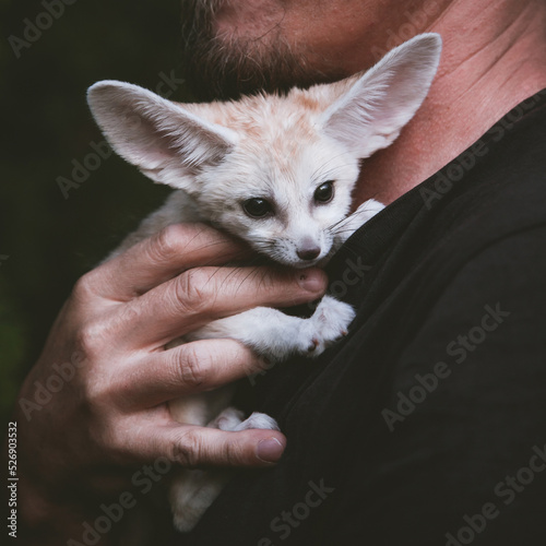 Pretty Fennec fox cub on brown backgorund Fototapet
