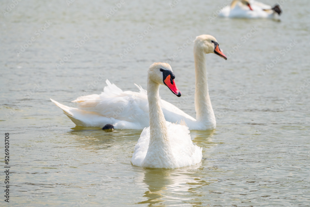 Two Graceful white Swans swimming in the lake, swans in the wild