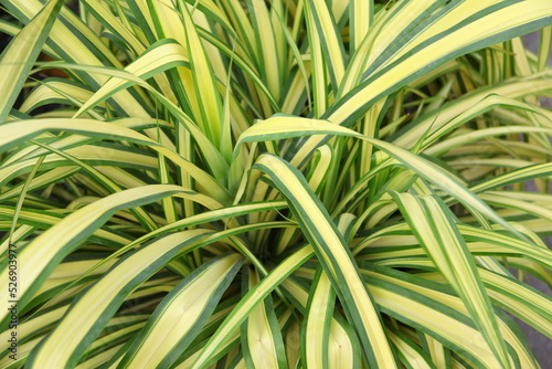 Close up of the fresh leaves of the chlorophytum photo