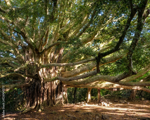 Banyan tree in Kipahulu at Haleakala National Park on the Pipiwai Trail