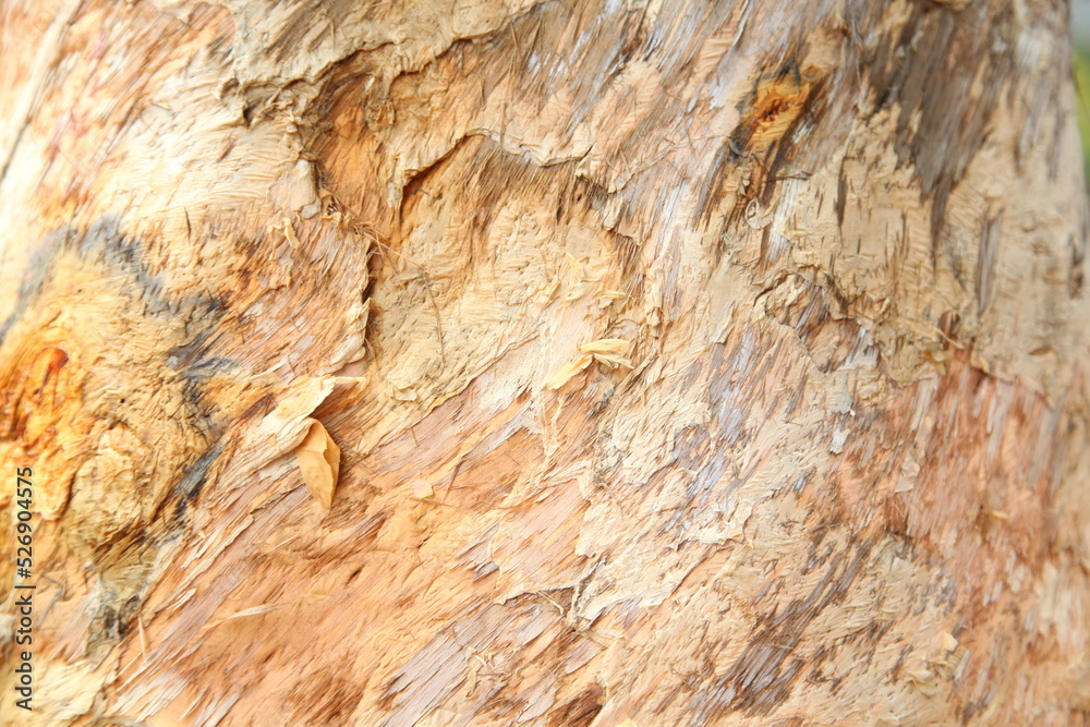 Obraz premium eucalyptus bark as background