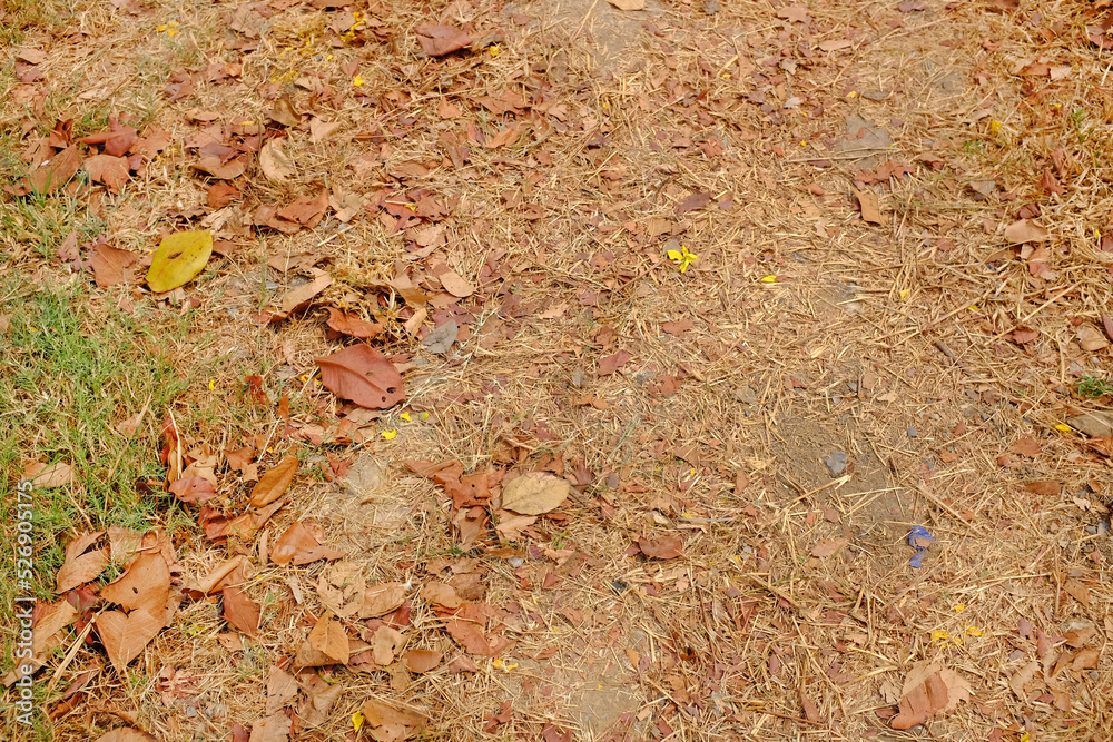 Background of autumn fallen leaves on ground