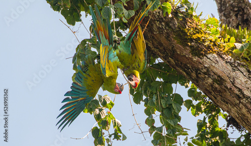 Great green macaw (Ara ambiguus), also known as Buffon's macaw or the great military macaw, at Costa Rica's carribean Coast playing in trees photo