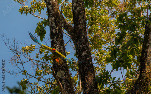 Great green macaw (Ara ambiguus), also known as Buffon's macaw or the great military macaw, at Costa Rica's carribean Coast playing in trees photo