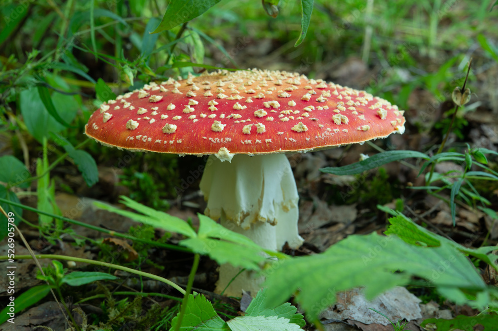 A large fly agaric with a red cap and white scales on it A large fly agaric with a red cap and white scales on it