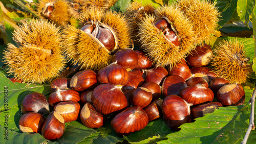 Autumn composition of chestnuts, hedgehogs and chestnut leaves. Fall season. Warm colors. Food background