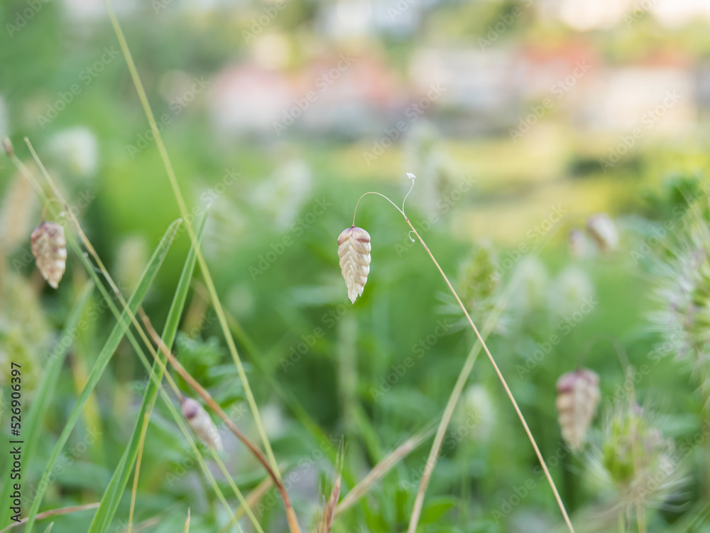 big quaking grass plant with fruit growing in the meadow briza maxima big quaking grass plant with fruit growing in the meadow briza maxima