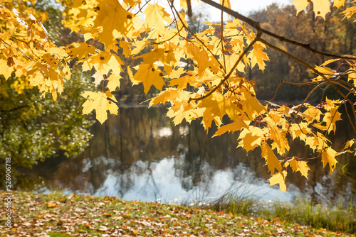 Golden autumn in the park, maple tree branches in backlight on a sunny day with yellowed leaves, branches leaning over the river.park landscape with a lake. A new season. Yellow trees.