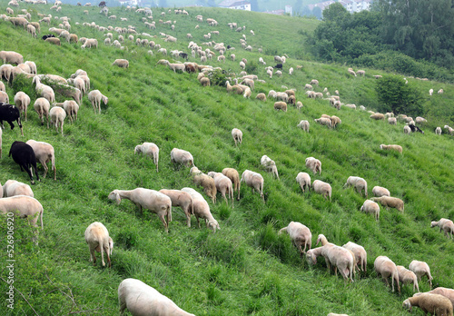 flock with many white shorn sheep grazing in the mountains