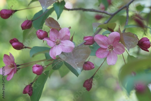 Full-color horizontal photo. Spring flowering of the apple tree. Large clusters of red and pink flowers.