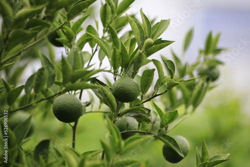 沢山の実をつけたすだちの木