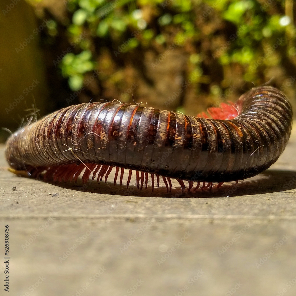 Naklejka premium caterpillar on a leaf