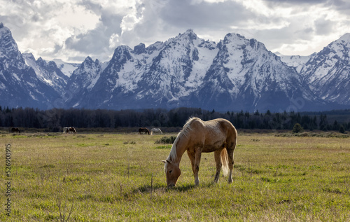 Wild Horse on a green grass field with American Mountain Landscape in Background. Grand Teton National Park, Wyoming, United States of America. © edb3_16