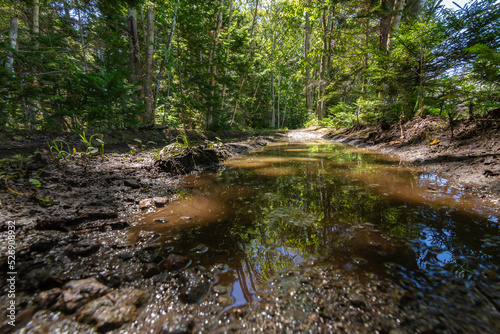 森の奥へ続く悪路の濁った水たまり photo