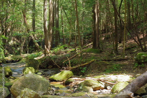 清流の流れる林間の風景 © So Takinoiri