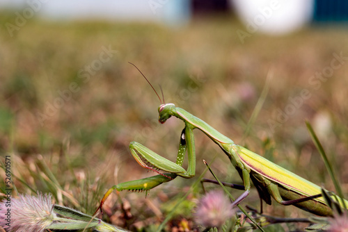 A green mantis poses on a stone. Insects in the wild.