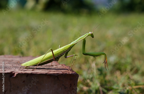 A green mantis poses on a stone. Insects in the wild.