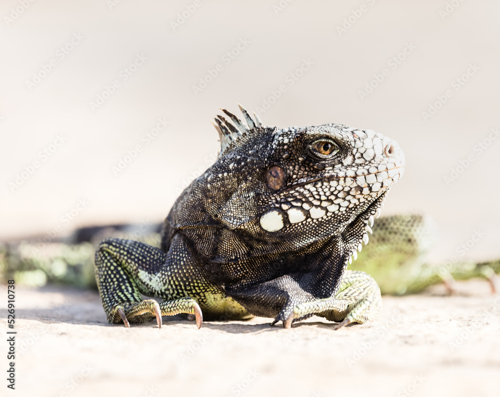Obraz premium iguana closeup
