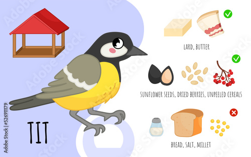Vector poster how to feed a city ​​birds. List of allowed products. Cartoon illustration of a cute tit.
